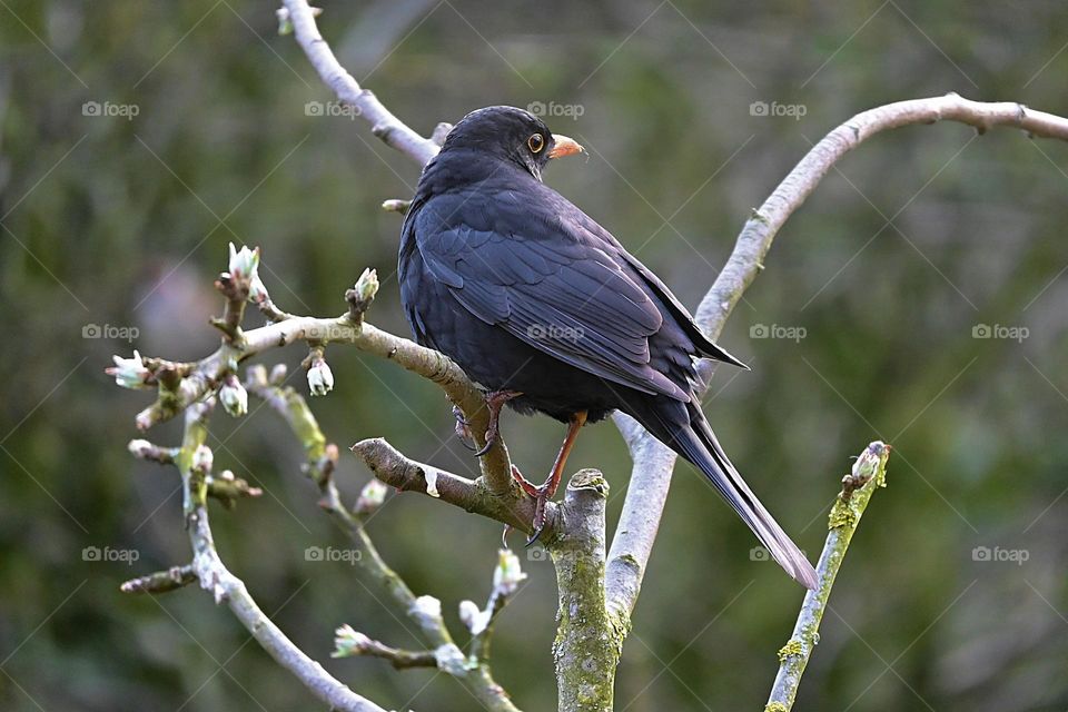 buds, blackbird is the song of spring