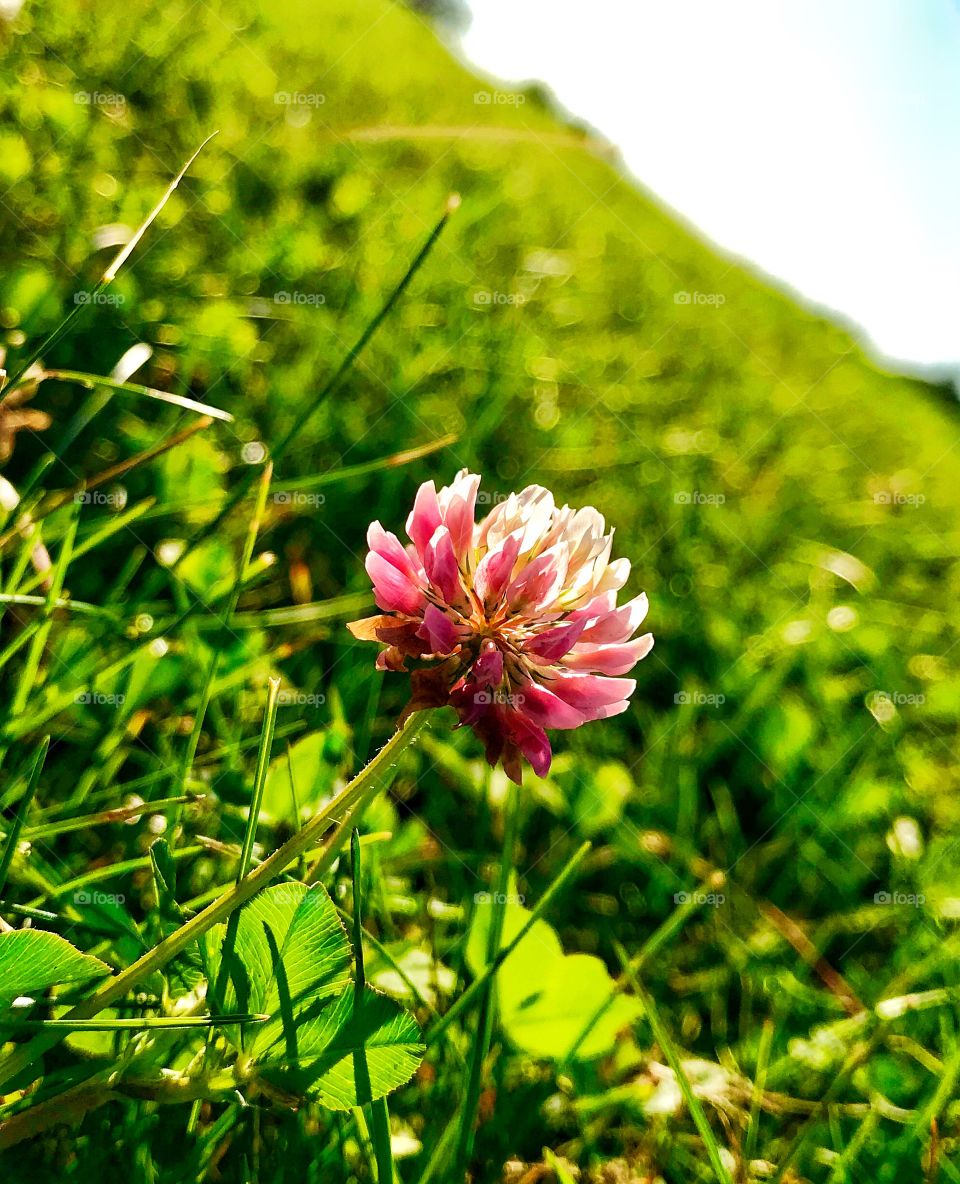 Clover flower—taken in Schererville, Indiana