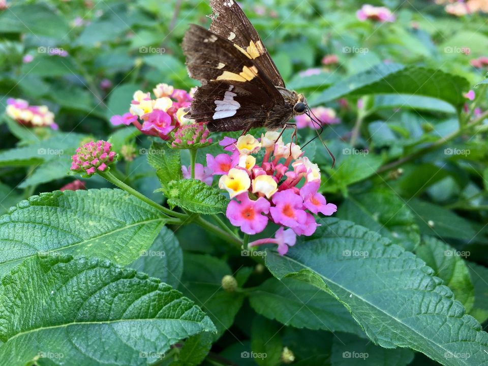 Small butterfly on a flower.