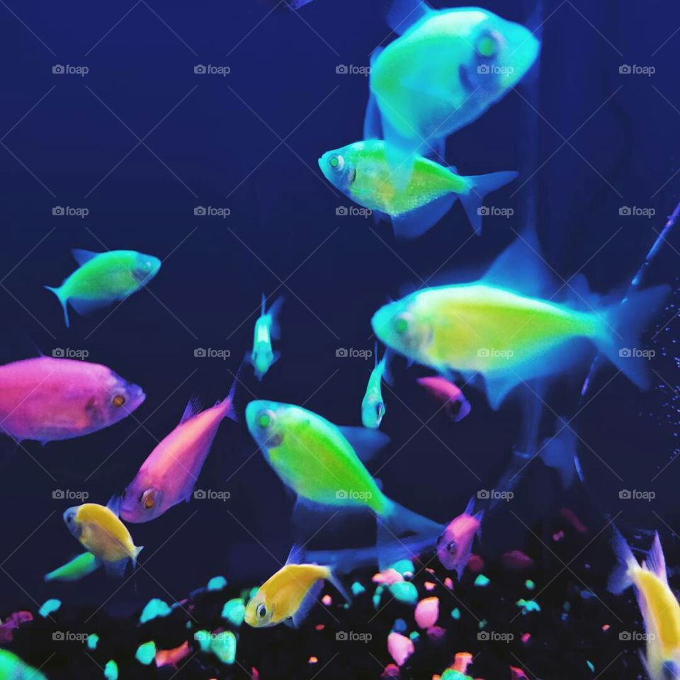 Fish, Underwater, Aquarium, Swimming, Coral