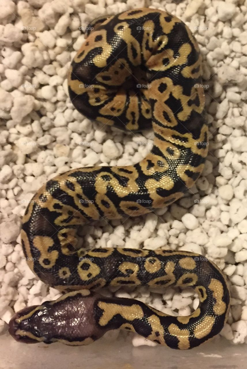 just hatched mystic pastel baby ball python