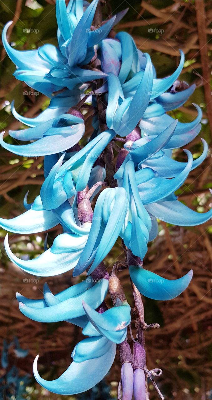 blue flower, bright!