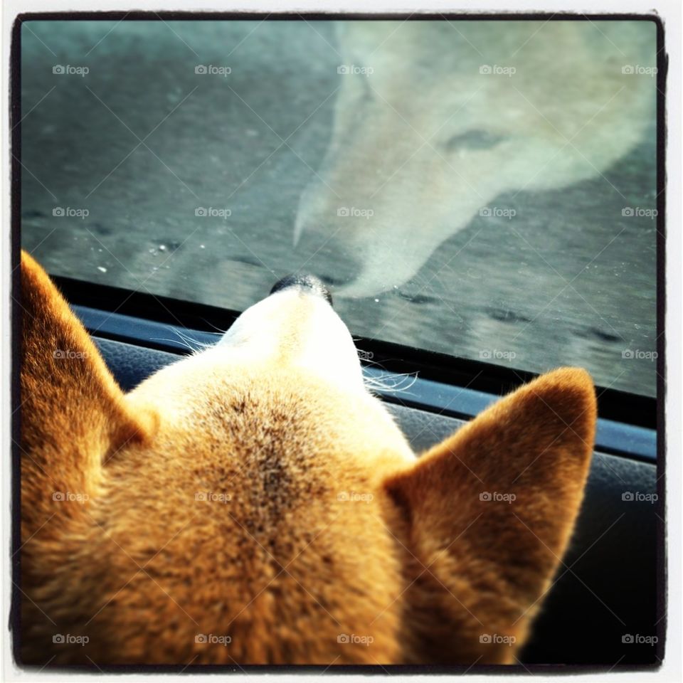 Shiba in the window