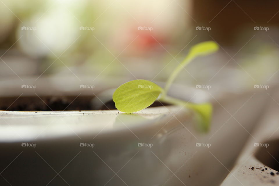 young salad leaf