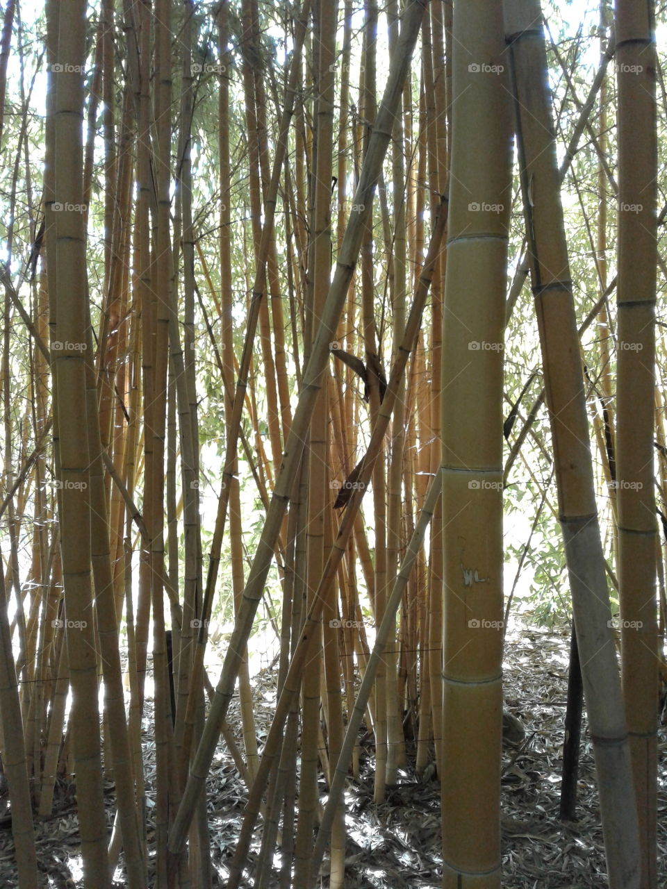 lovely bamboo forest