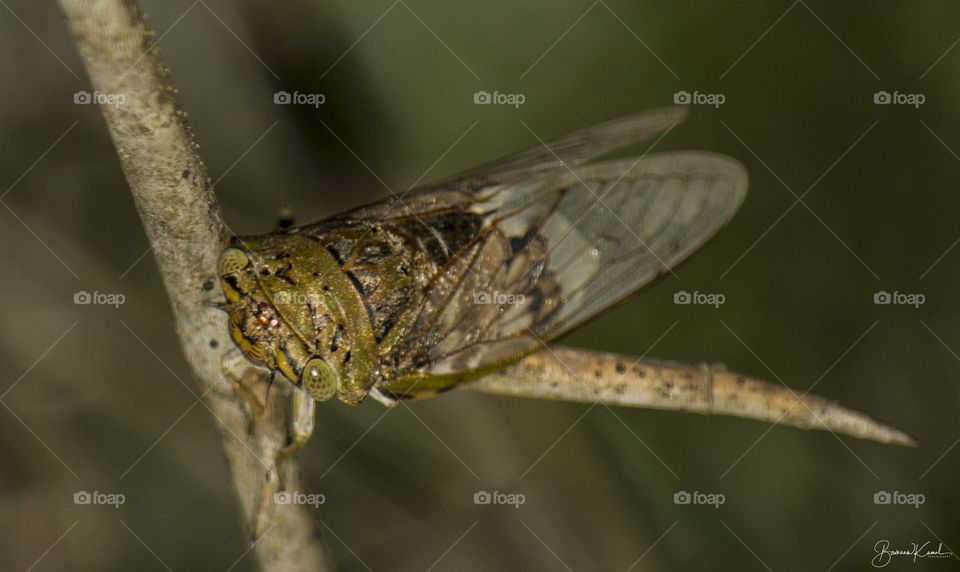 Cicada sp, Salem, India