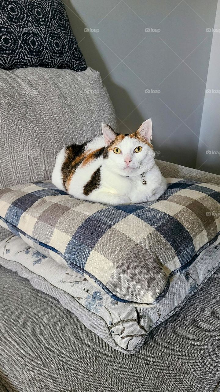 Cats love to loaf around.