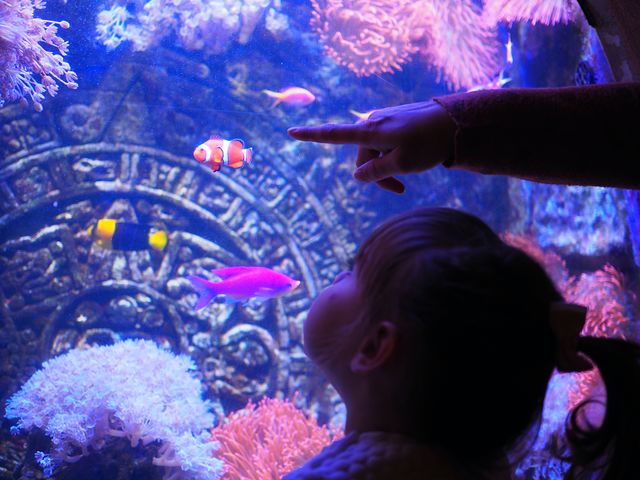Nemo
