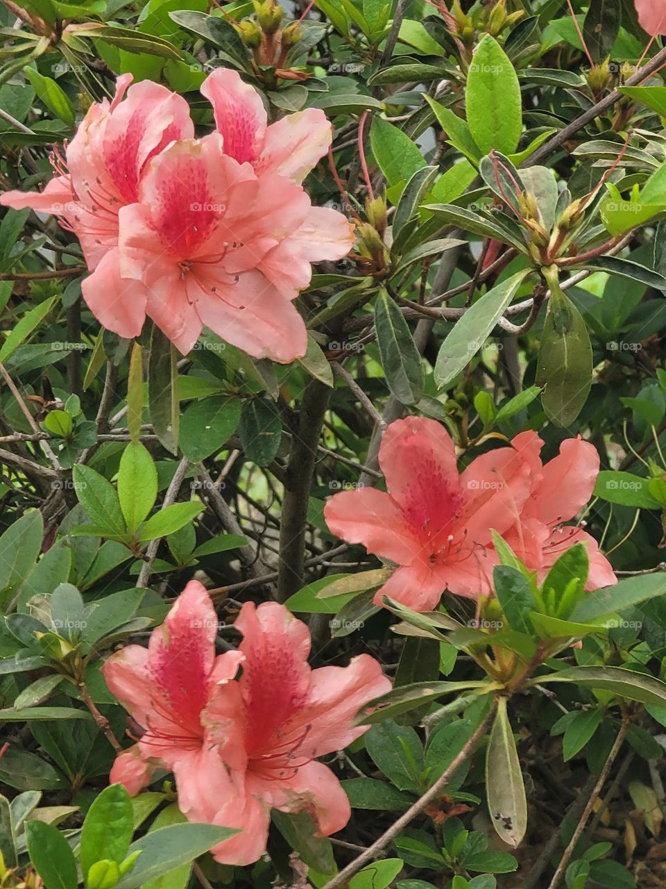 Rhododendron blooming