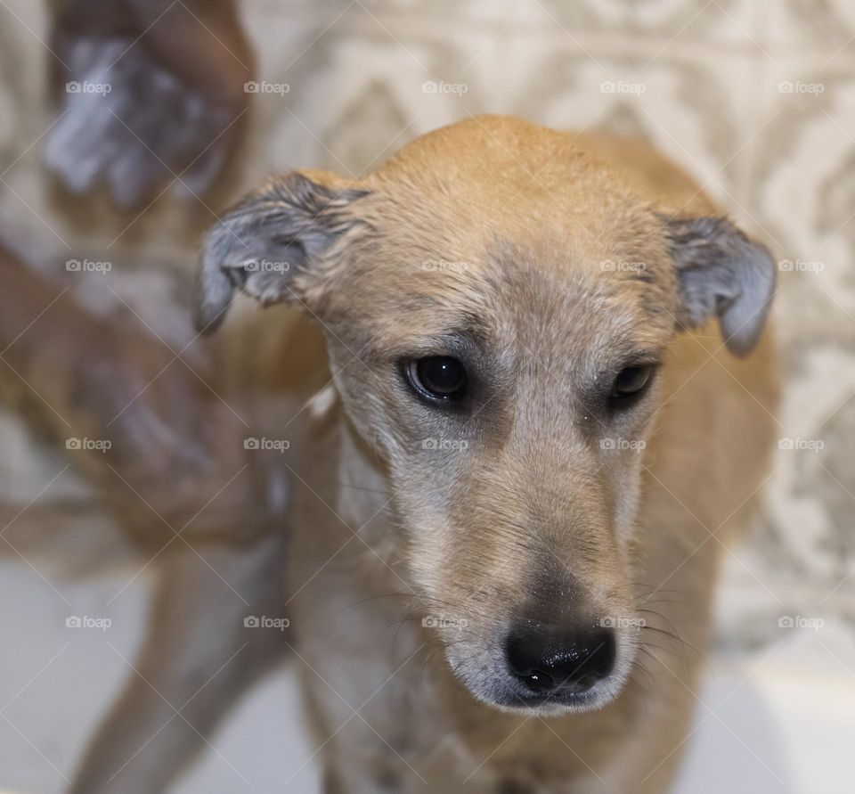 This dog is very sad he is being made to have a bath