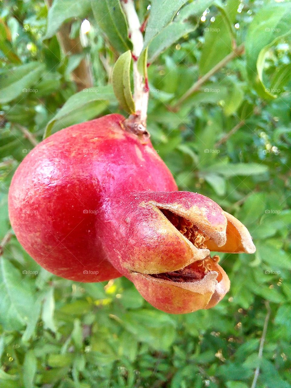 The fruit of the pomegranate