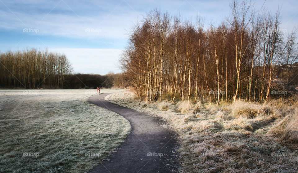 Trees by the path