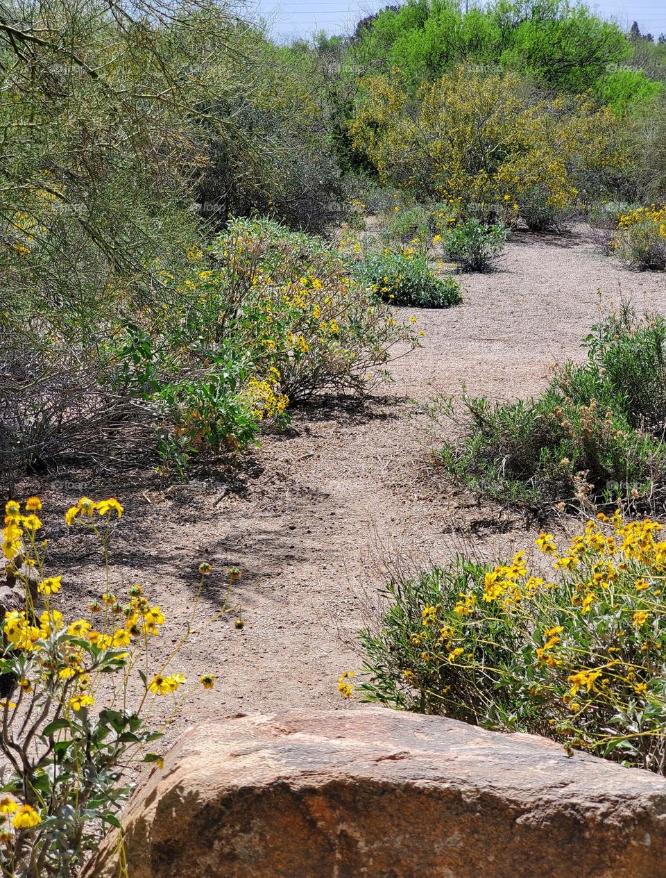 Trail Through Arizona Spring Flowers