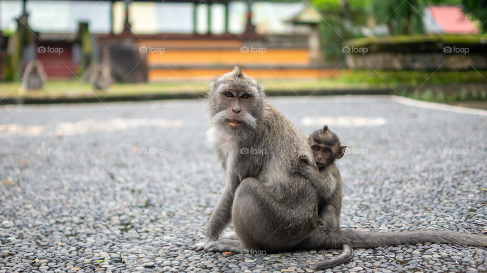Monkey Family!! This picture was taken in Alas Kedaton Monkey Forest. In this place, you can find wild monkey roaming freely. watch out for your pocket though, they can pickpockets your things