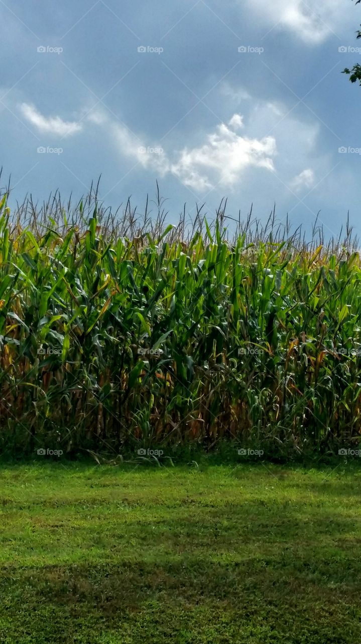 Scenic view of corn field