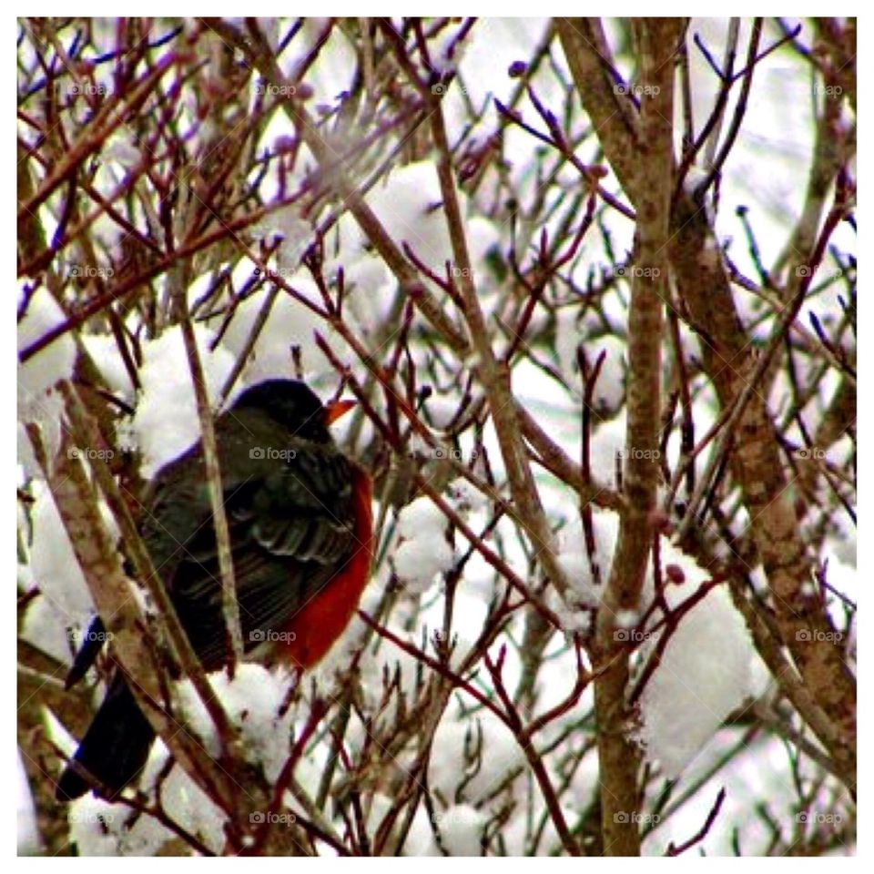 Robin in the Snow 