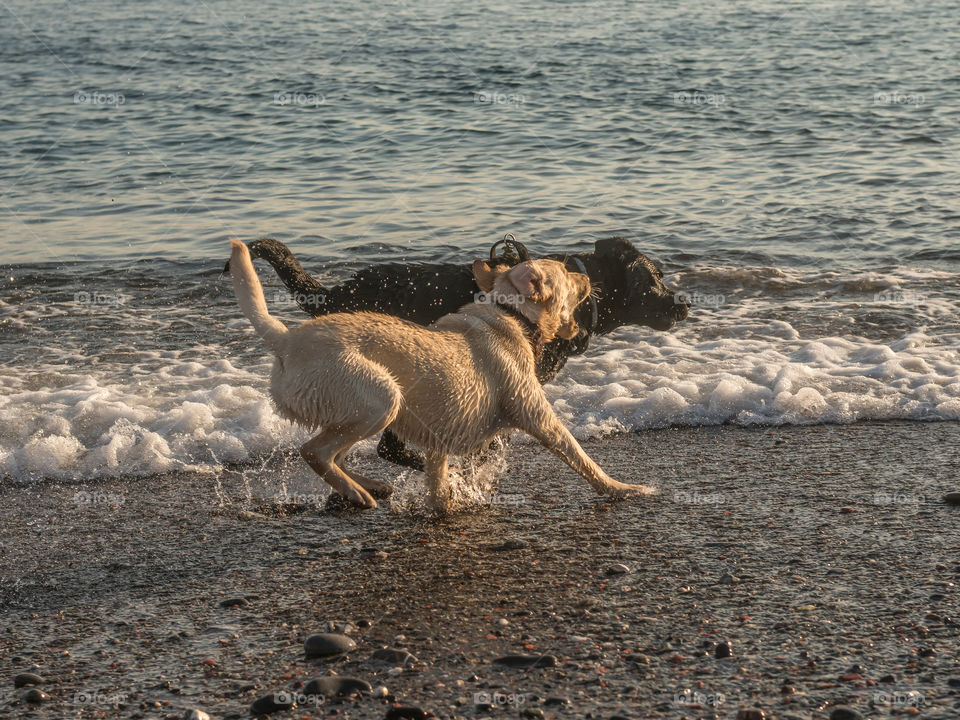 Two beautiful Labrador playing in the sea. 