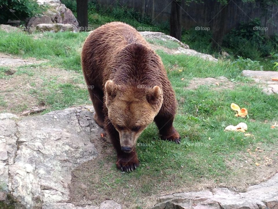Brown bear
