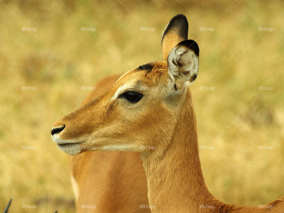 Impala Tanzania 