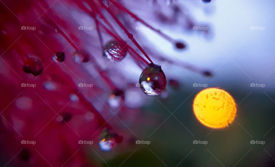 "after the rain". macrophoto made with phone