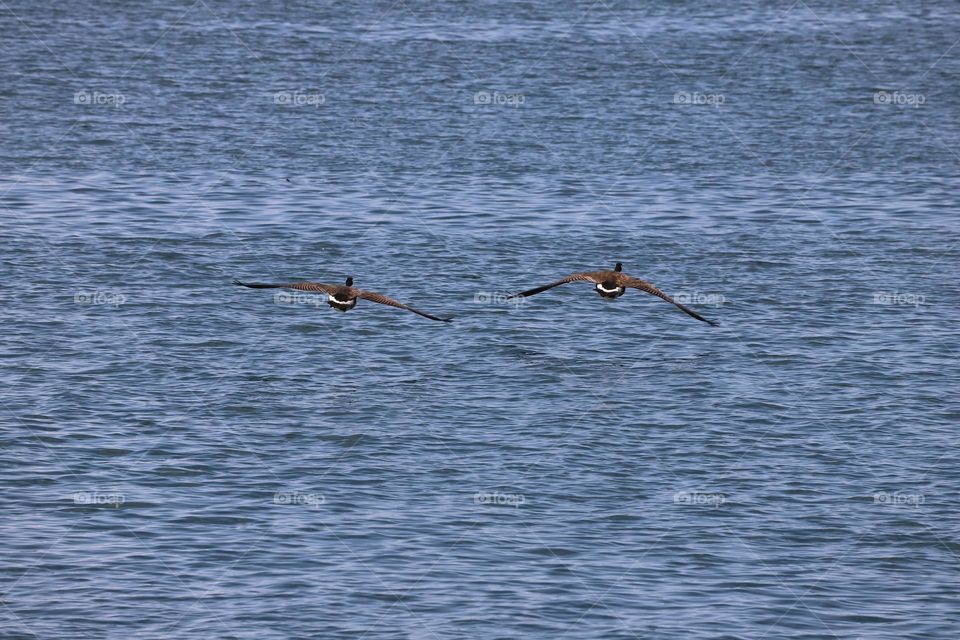 Canadian geese above blue Pacific 