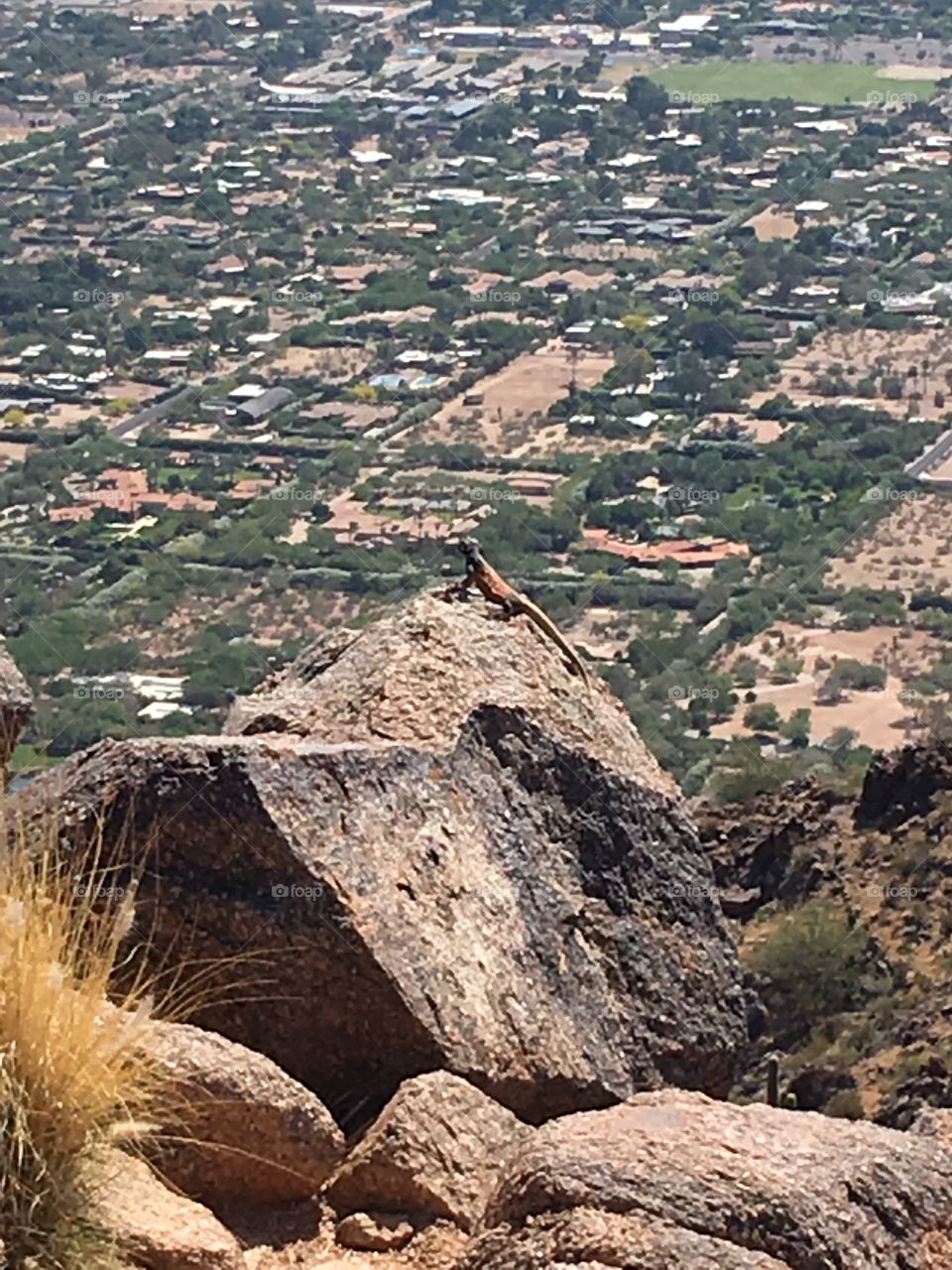 Hiking trail with lizard on rock.