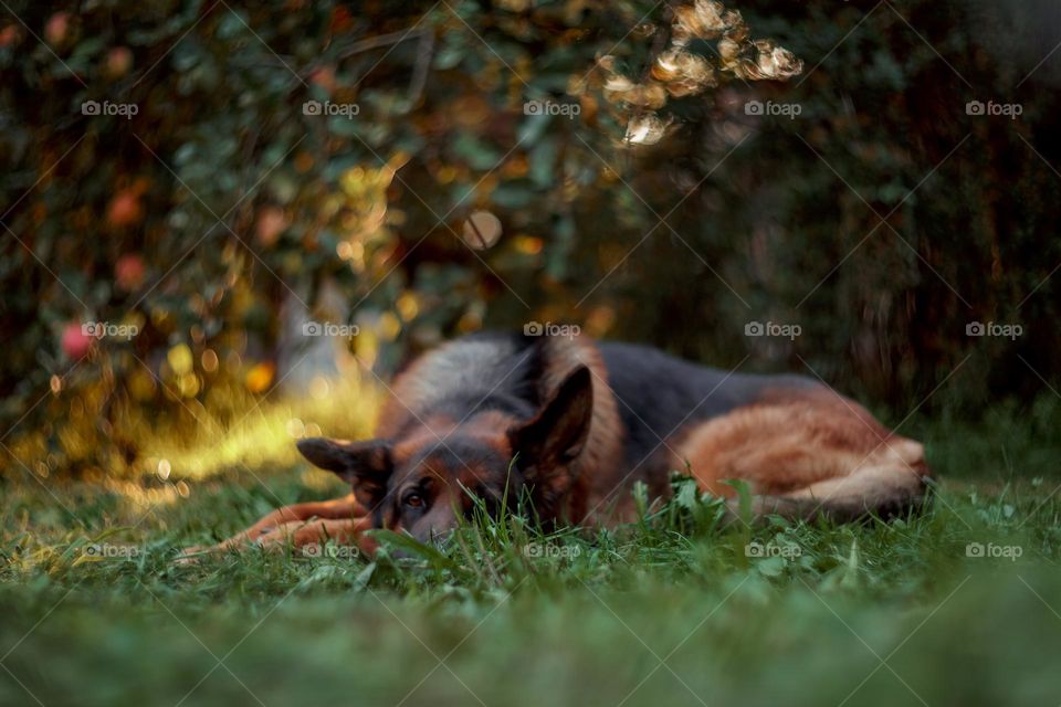 German shepherd  male dog laying on a grass in sunlight