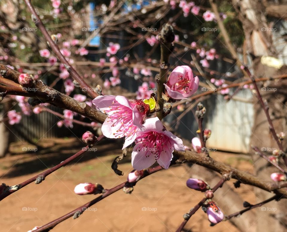 Nectarine blossoms 