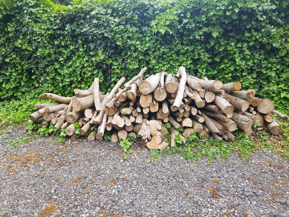 Against a hedge is a neat decent pile of sawn off branches, stumps of trees. outdoor.