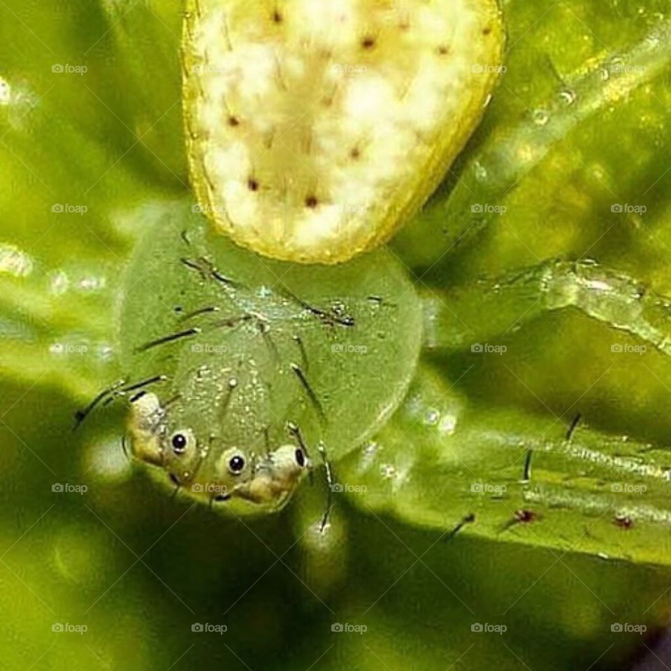 Green spider