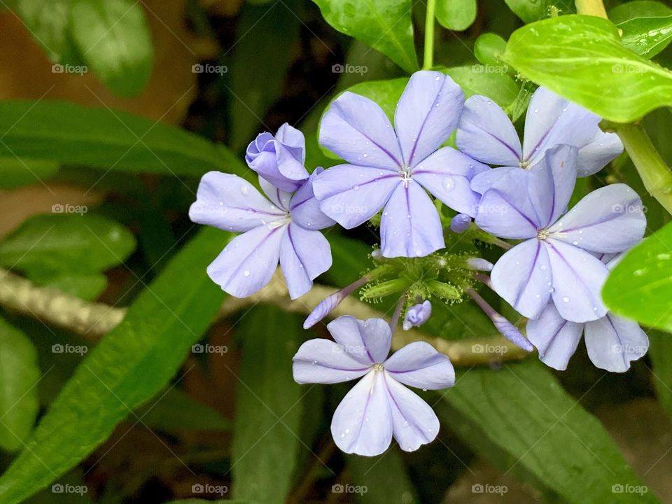First water drops of the year with green and purple 