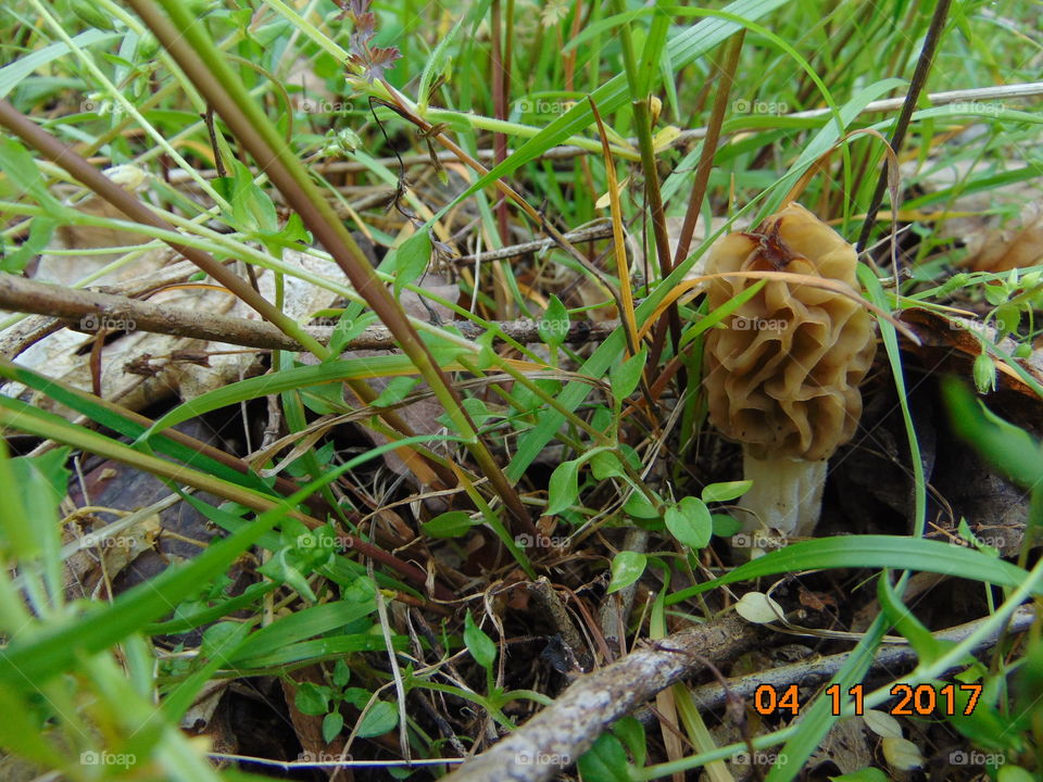 morel mushroom