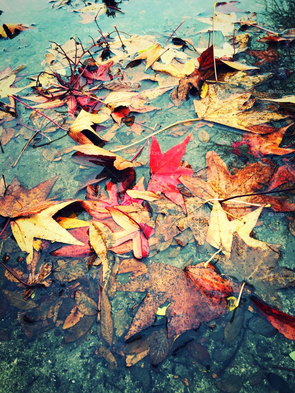 Fall leaves in puddle
