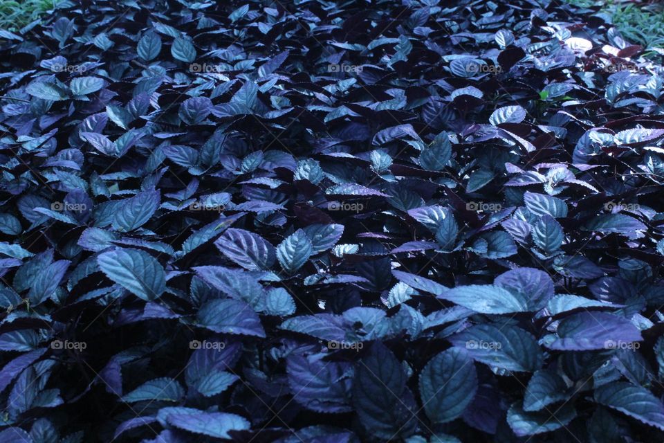 purple color leaves close up