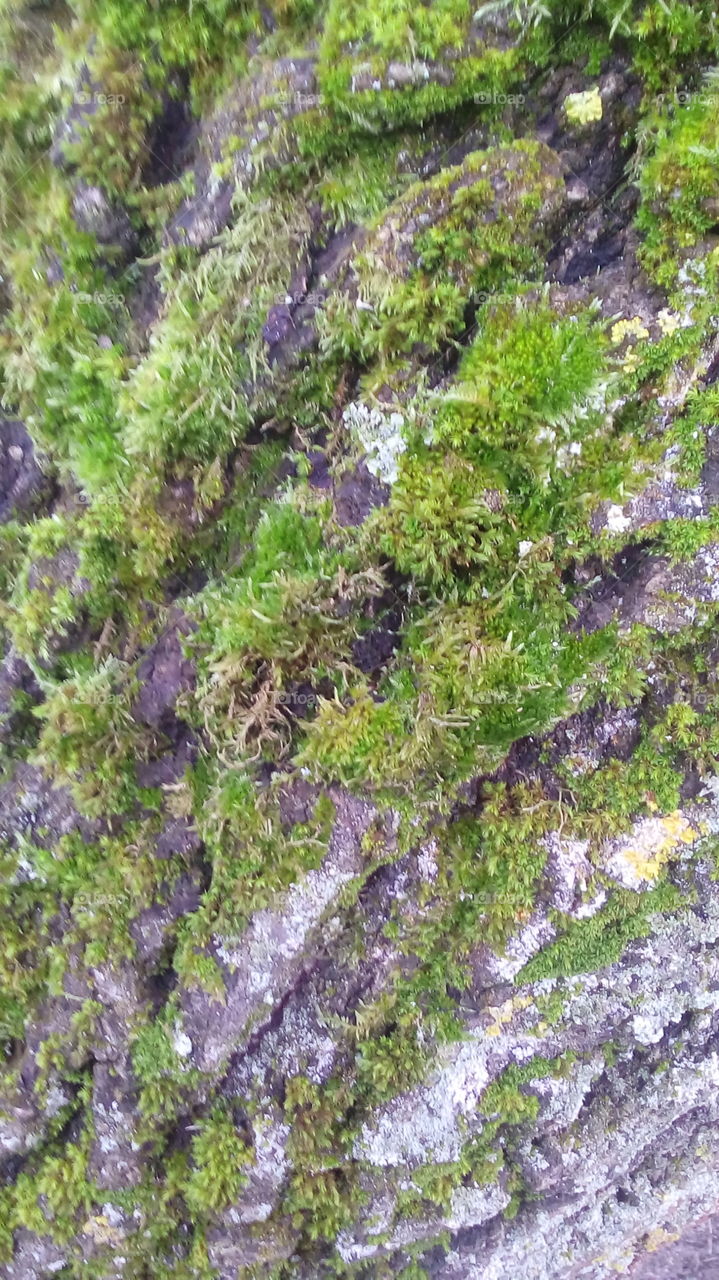 tree trunk with moss