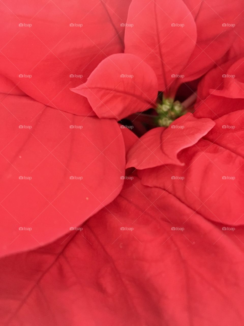 Poinsettia 