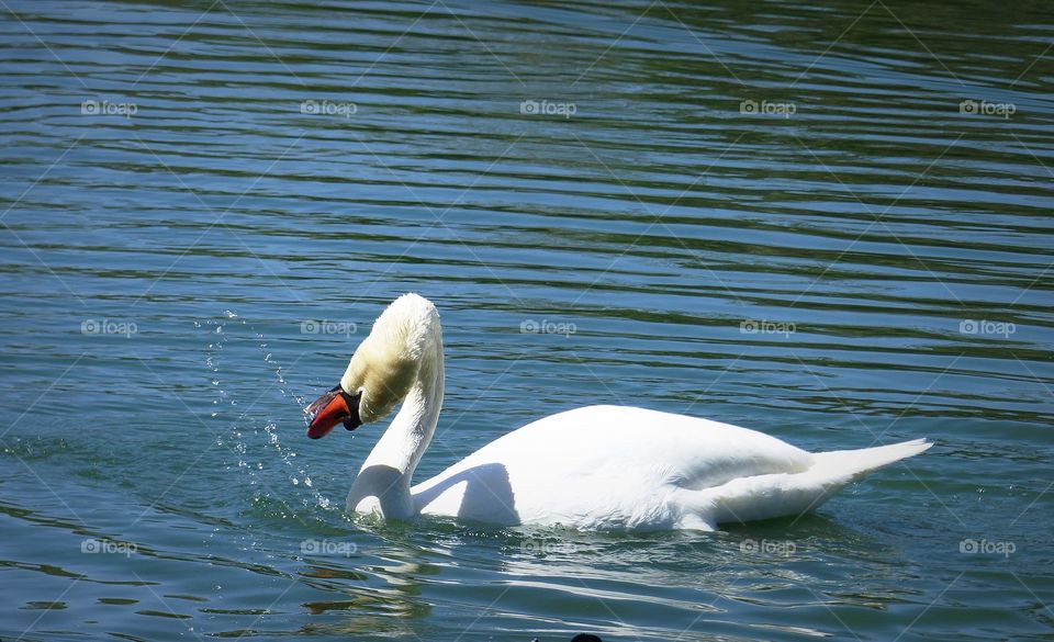 Swan with bubble stream