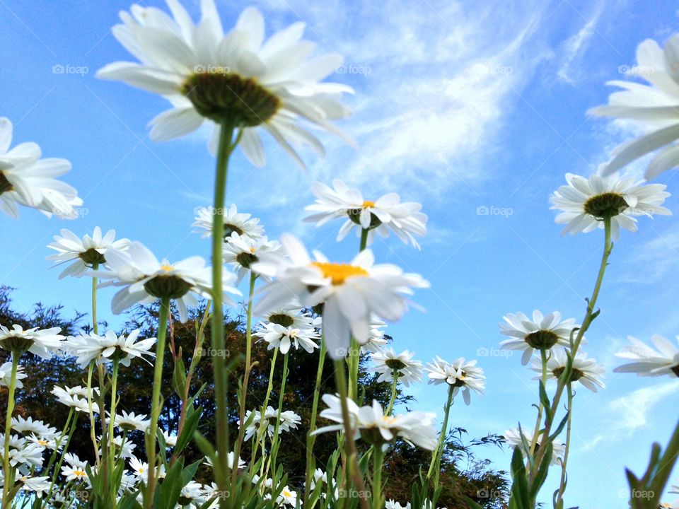 Low angle view of daisy flowers