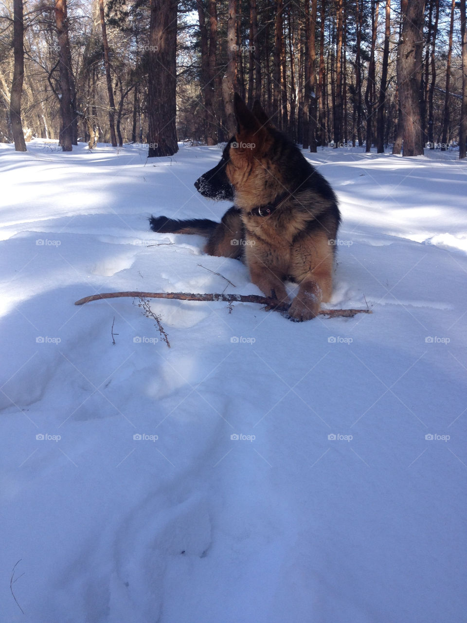 Young shepherd playing on the snow 