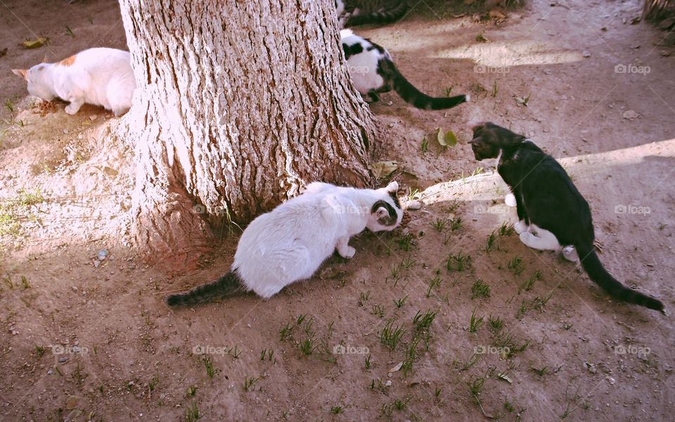 circle of cats