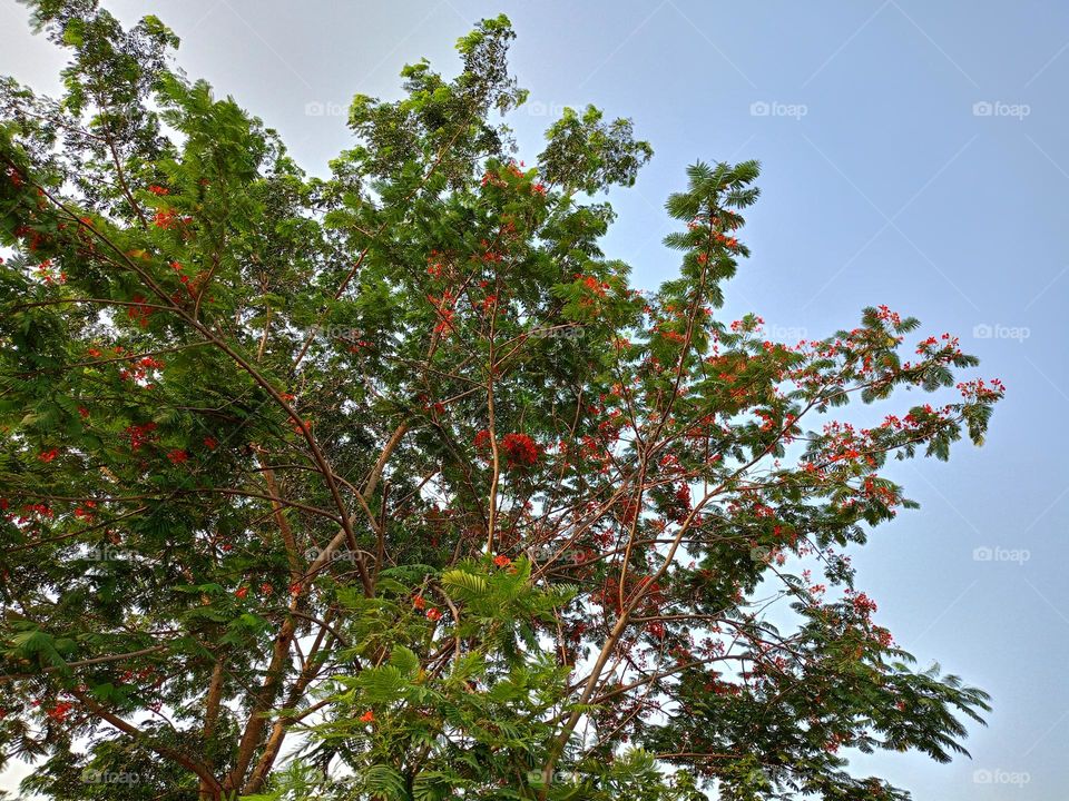 tree a flower looking gergous image of naturally beauty of flower of tree sky is blue looks of green tree