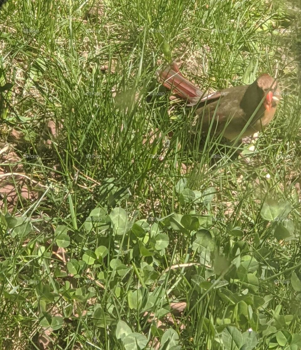 Curious Cardinal