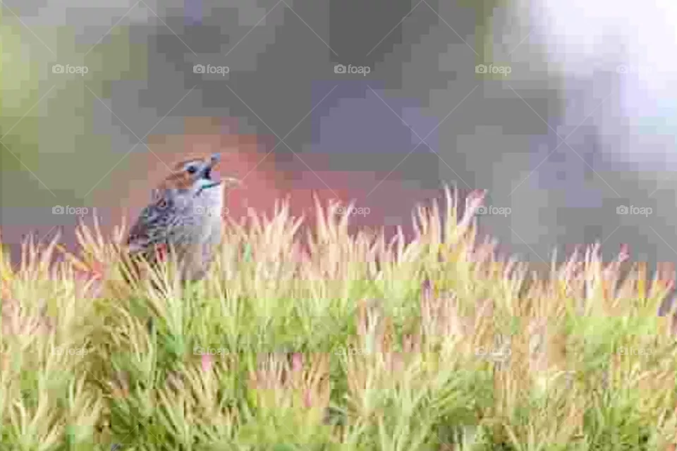 bird