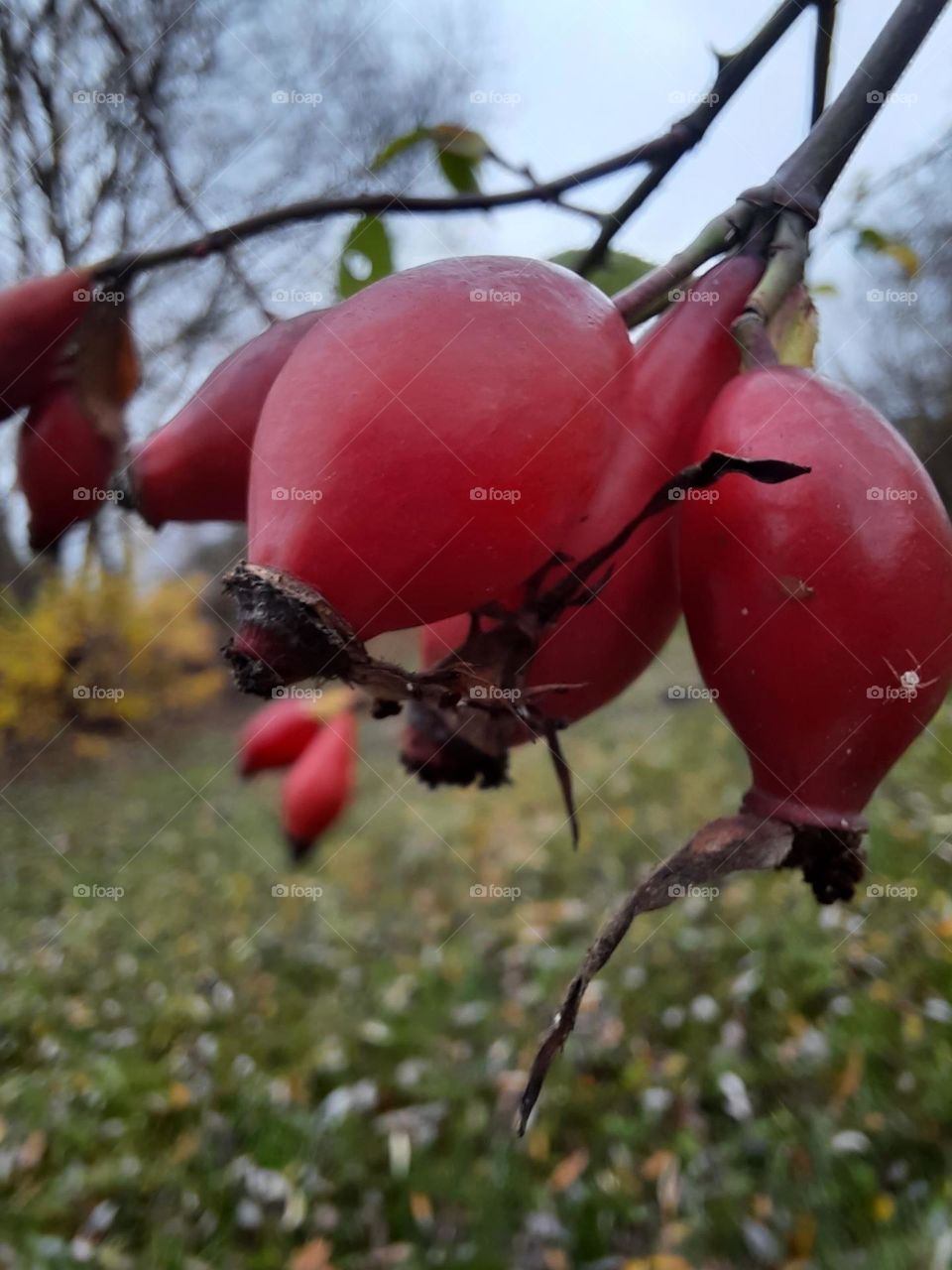 red fruits  of  wild rose