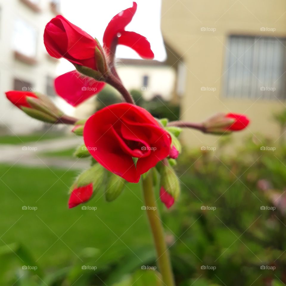 Flor roja resaltando en el paisaje