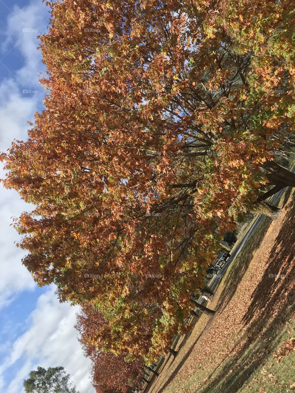 View of the trees in Autumn season at Bright Melbourne Australia 