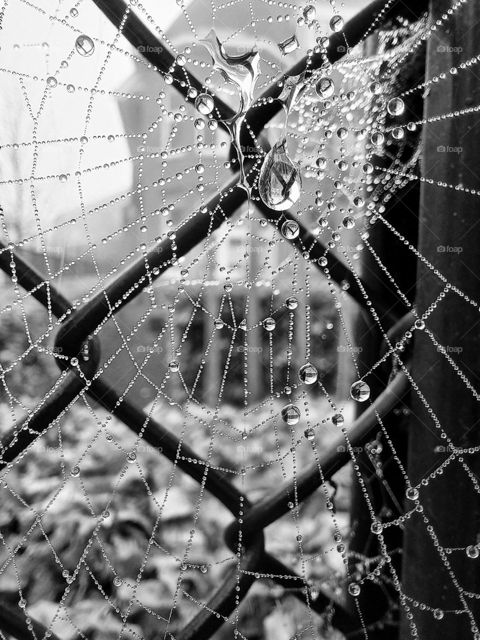 spider's web