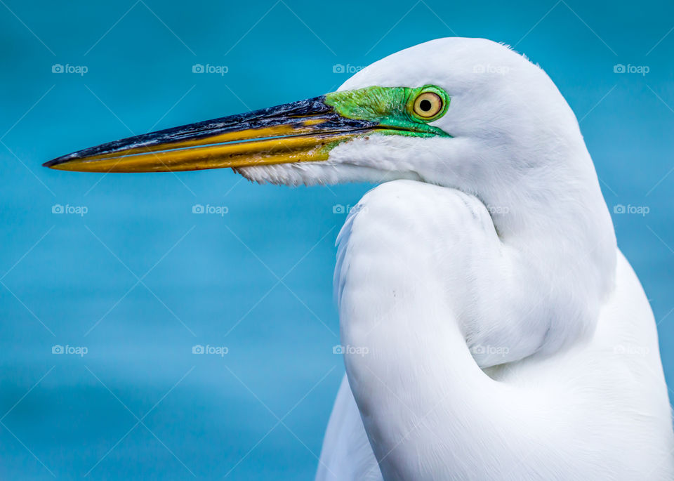 Portrait of an egret bird