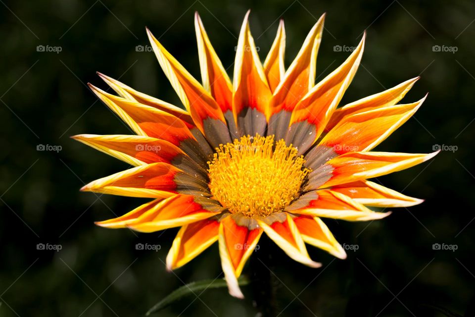 Closeup of one summer flower in warm autumn colors orange yellow brown and red, dark green background 