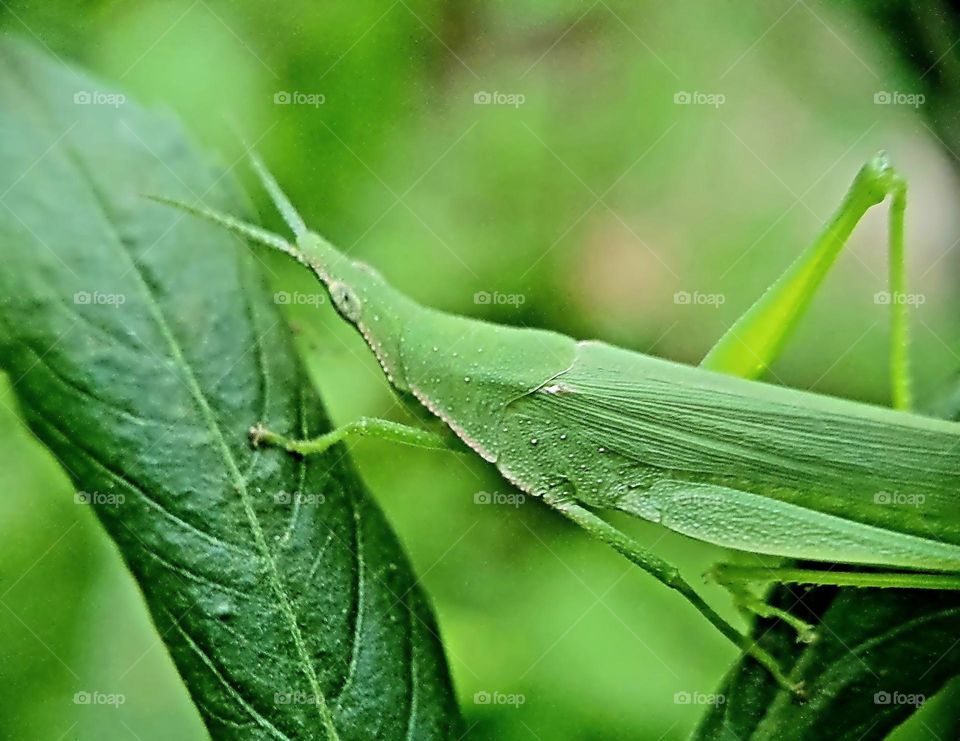 Oriental Long Headed Grasshopper (Chinese Grasshopper)